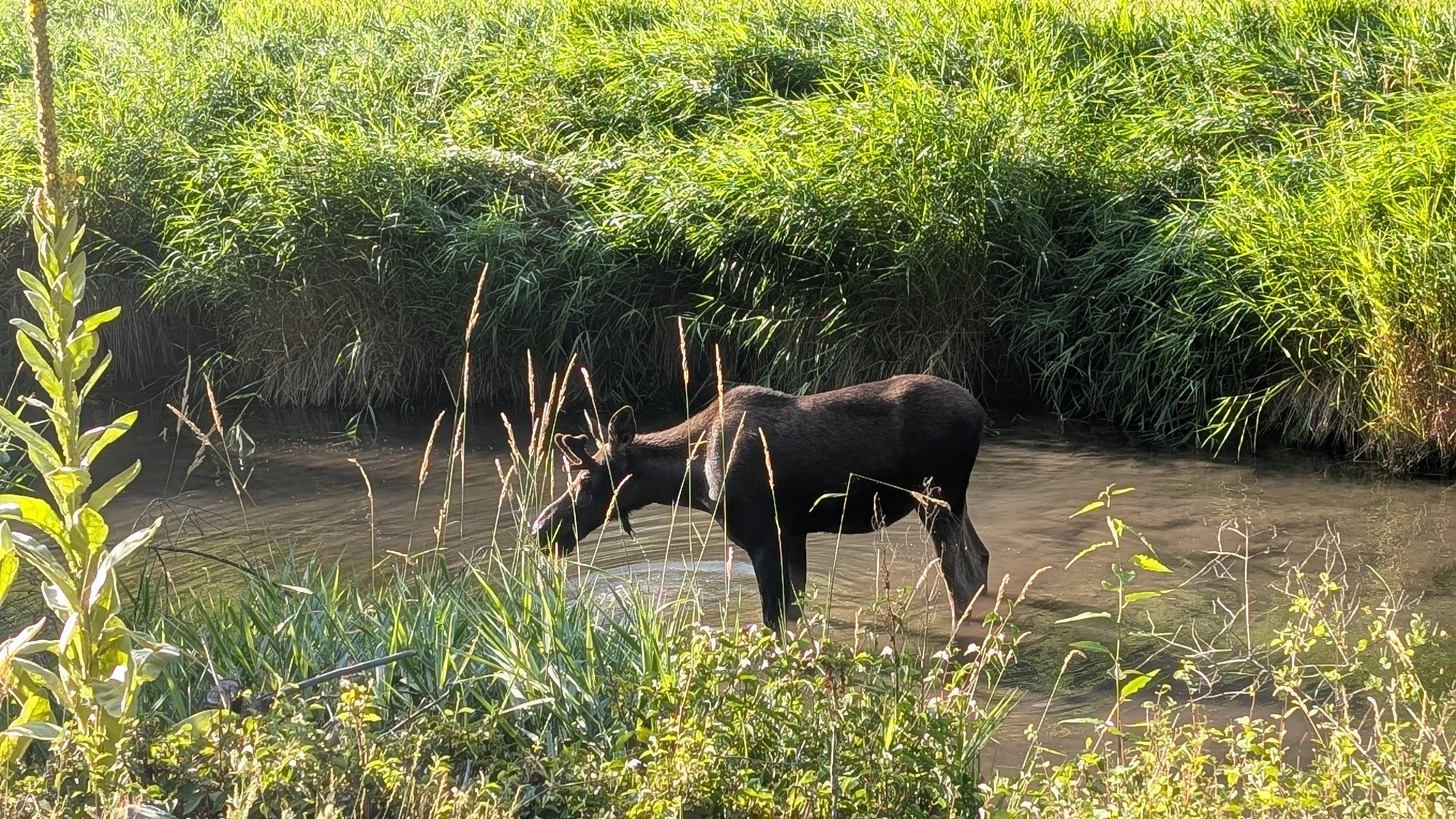 Montana wildlife